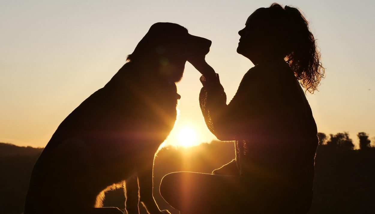 Pet and Home Care into Income