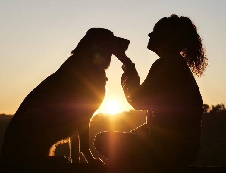 Pet and Home Care into Income